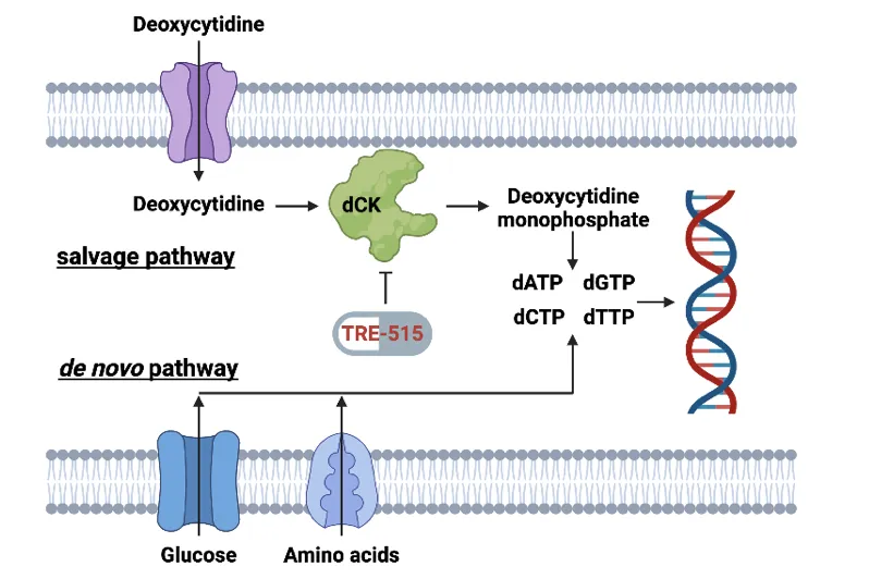 Illustration of the salvage pathway and dCK activation in diseases.