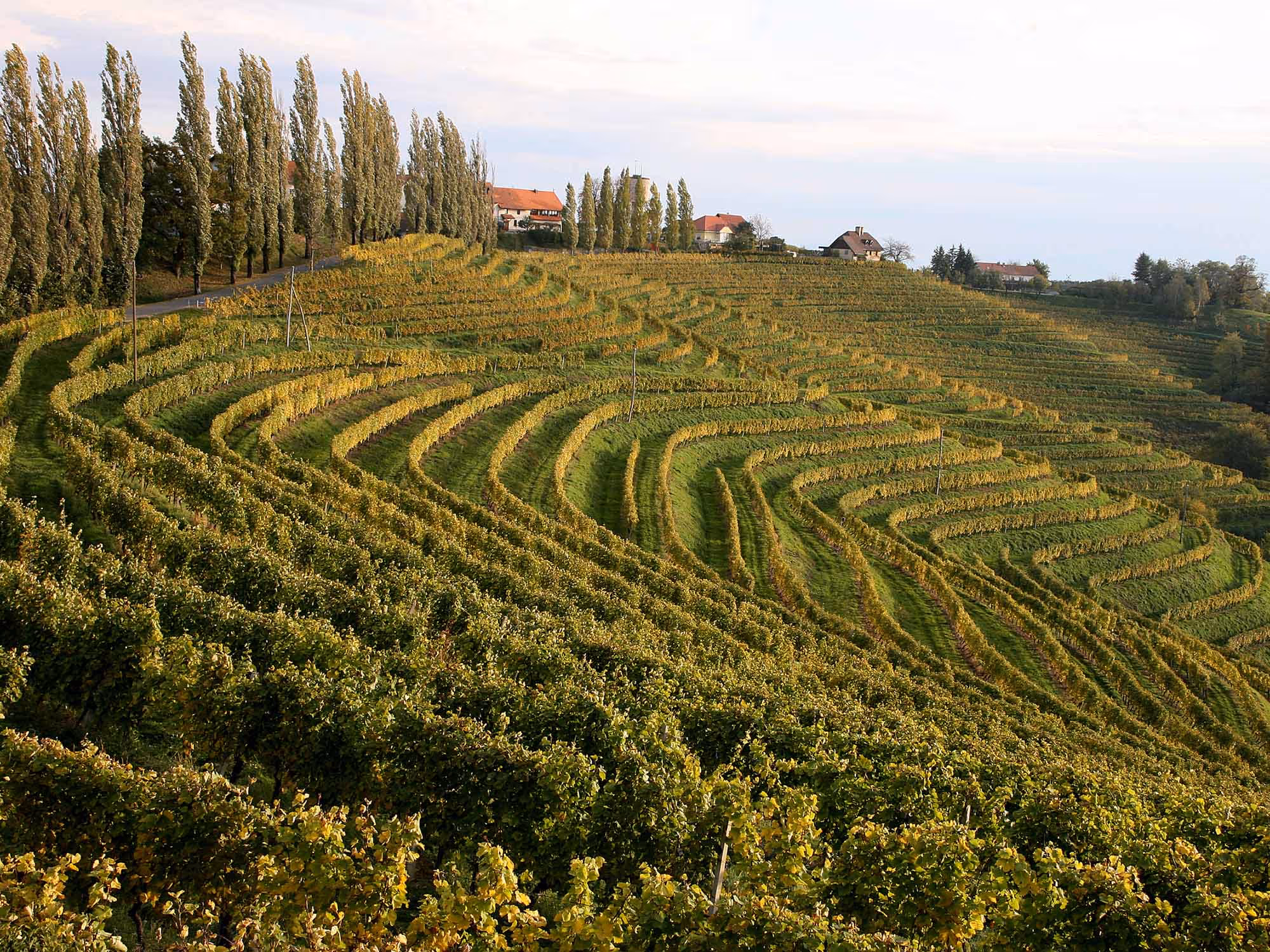 Vineyards