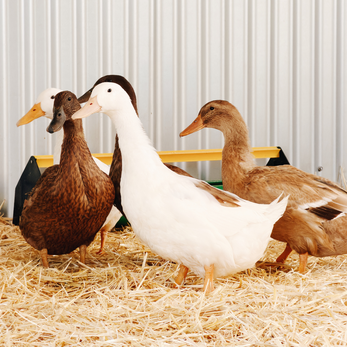Milly's Barn