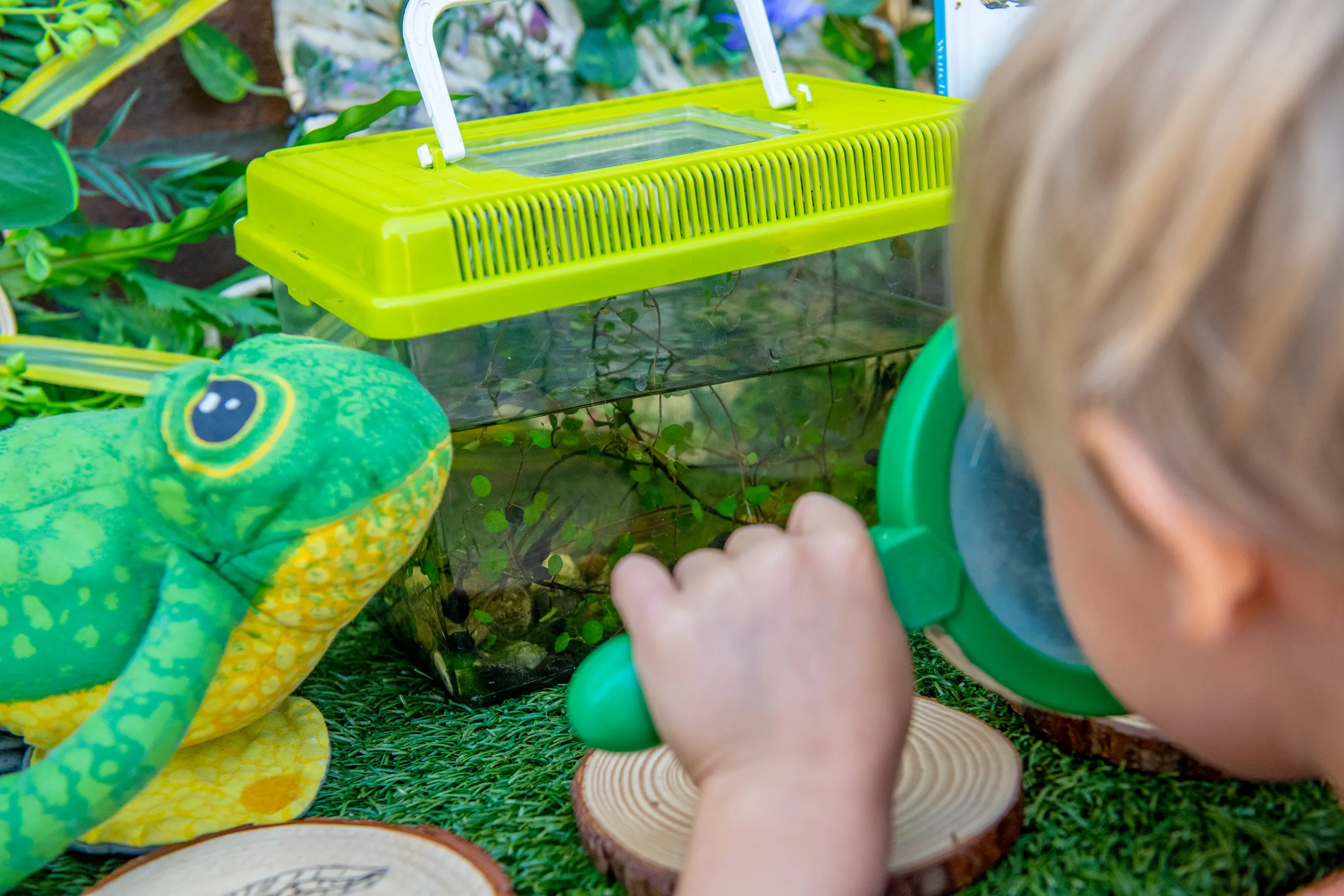 A child holding a magnifying glass to a clear plastic terrarium with tadpoles and plants, next to a stuffed frog on artificial grass.