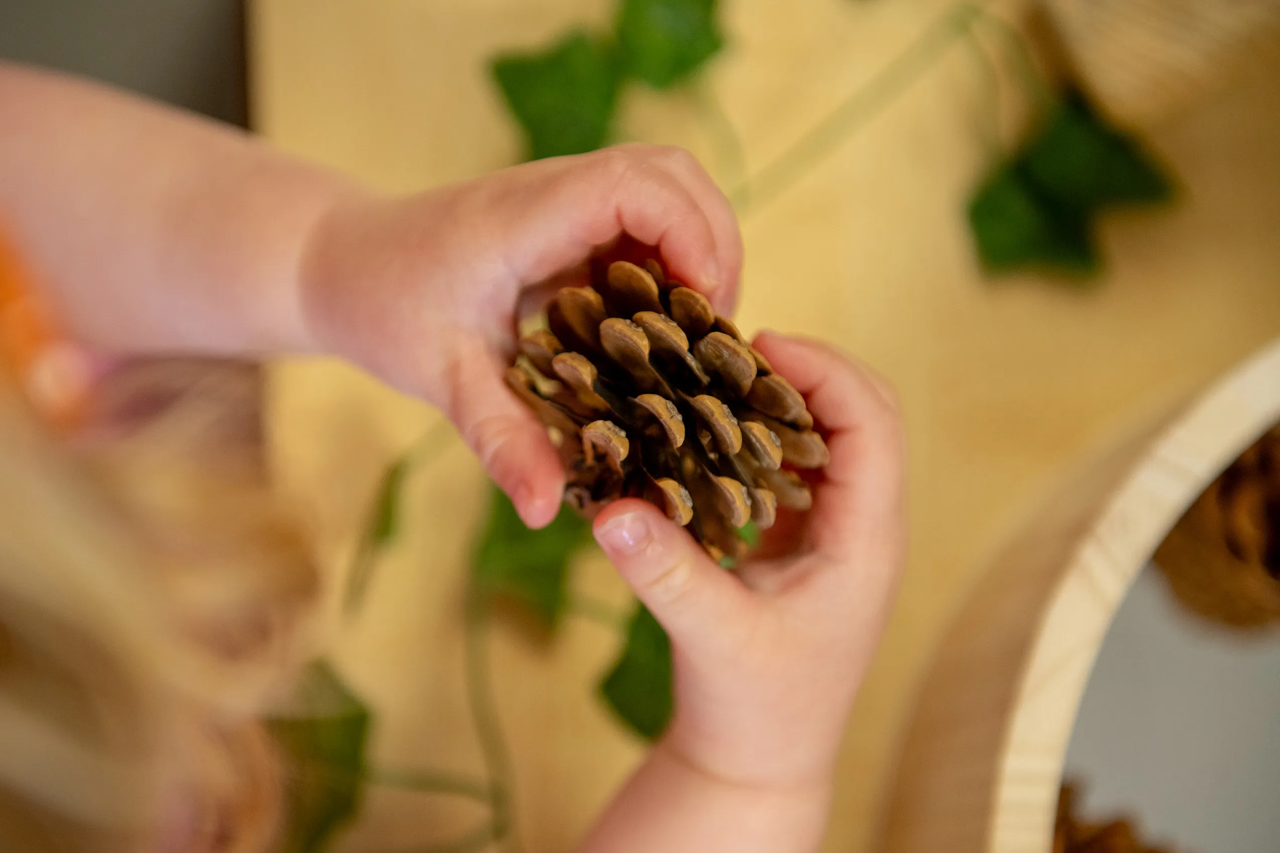 Two small hands holding a brown pinecone.