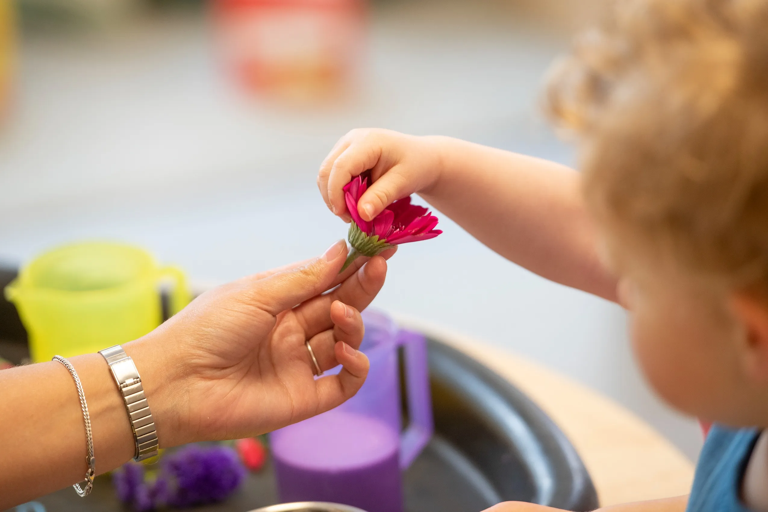 An adult's hand holding a bright pink gerbera daisy, with a child's hand reaching to touch its petals.