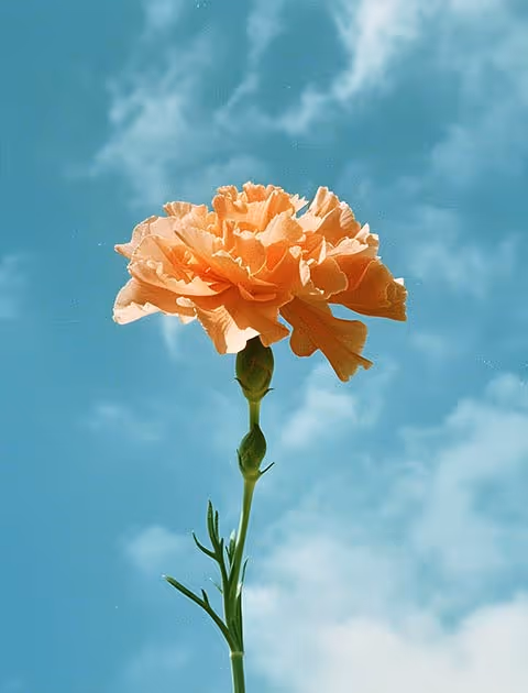 Single orange flower on a blue sky background.
