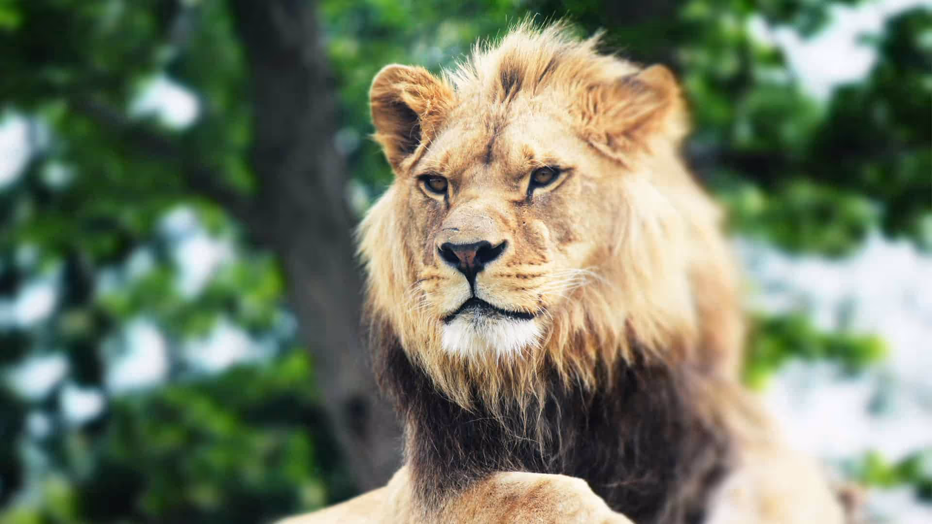 Majestic Lion