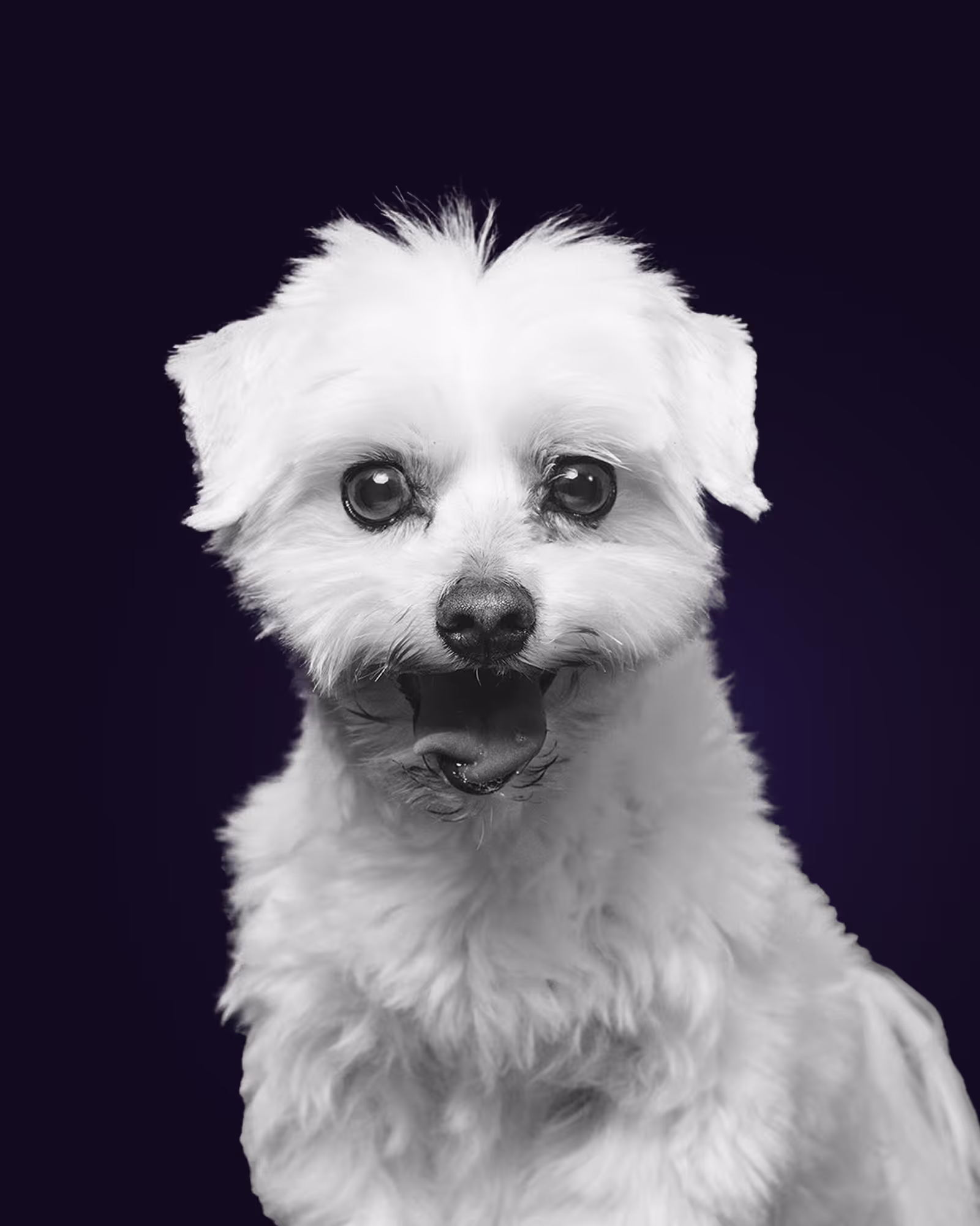 Yanni