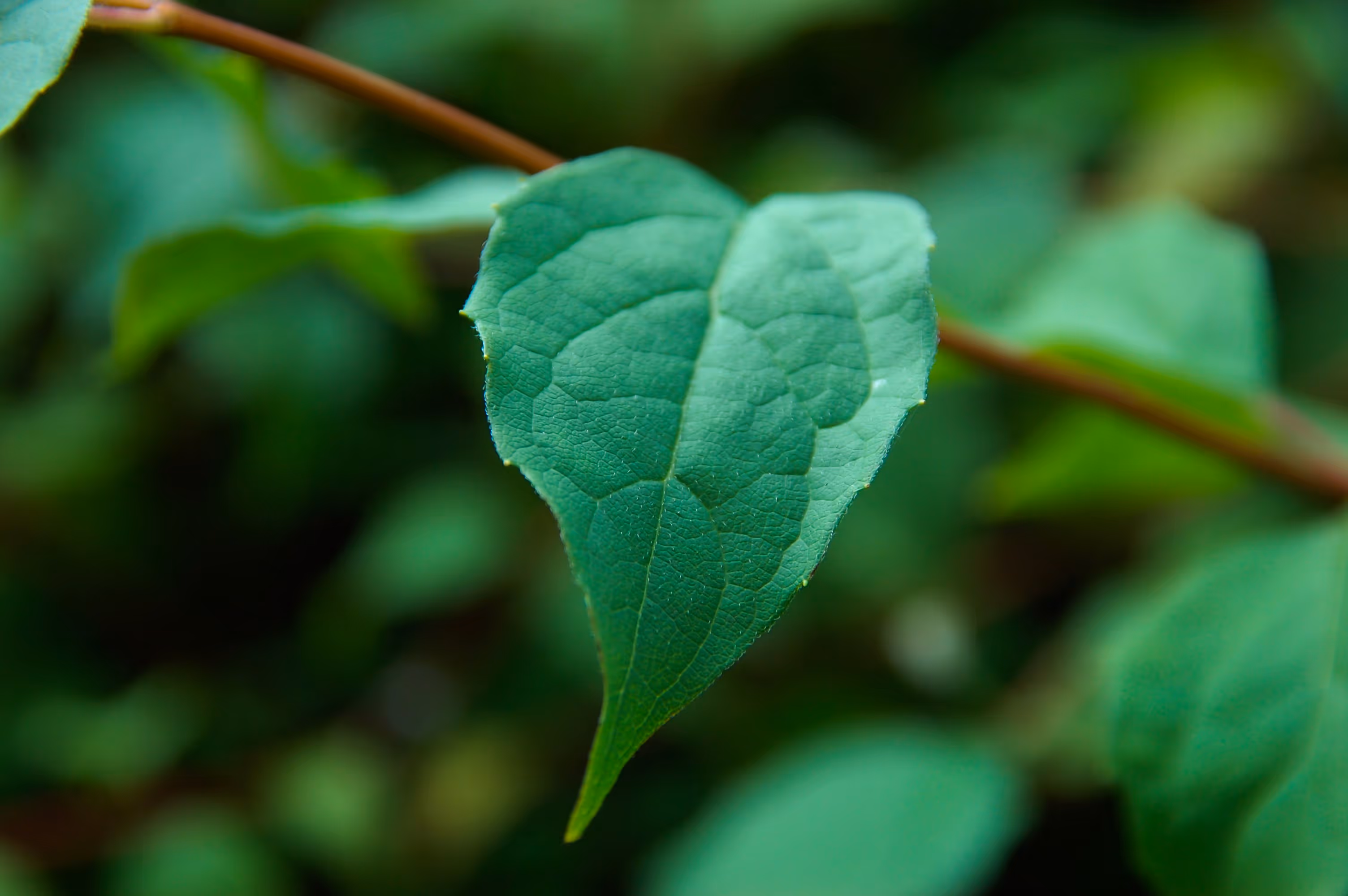 A lush green plant