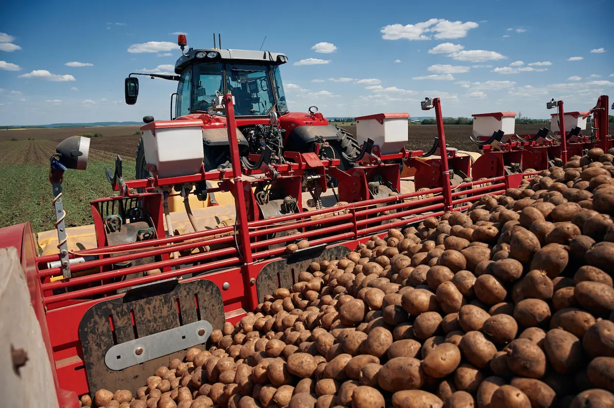 bunch of fresh potatoes agricultural machinery