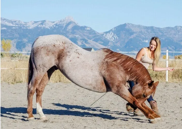 image of volunteers with animals