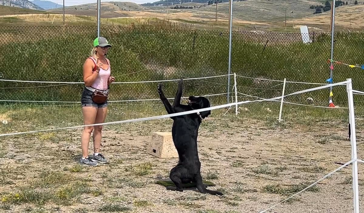 A woman instructing a dog to do a trick.