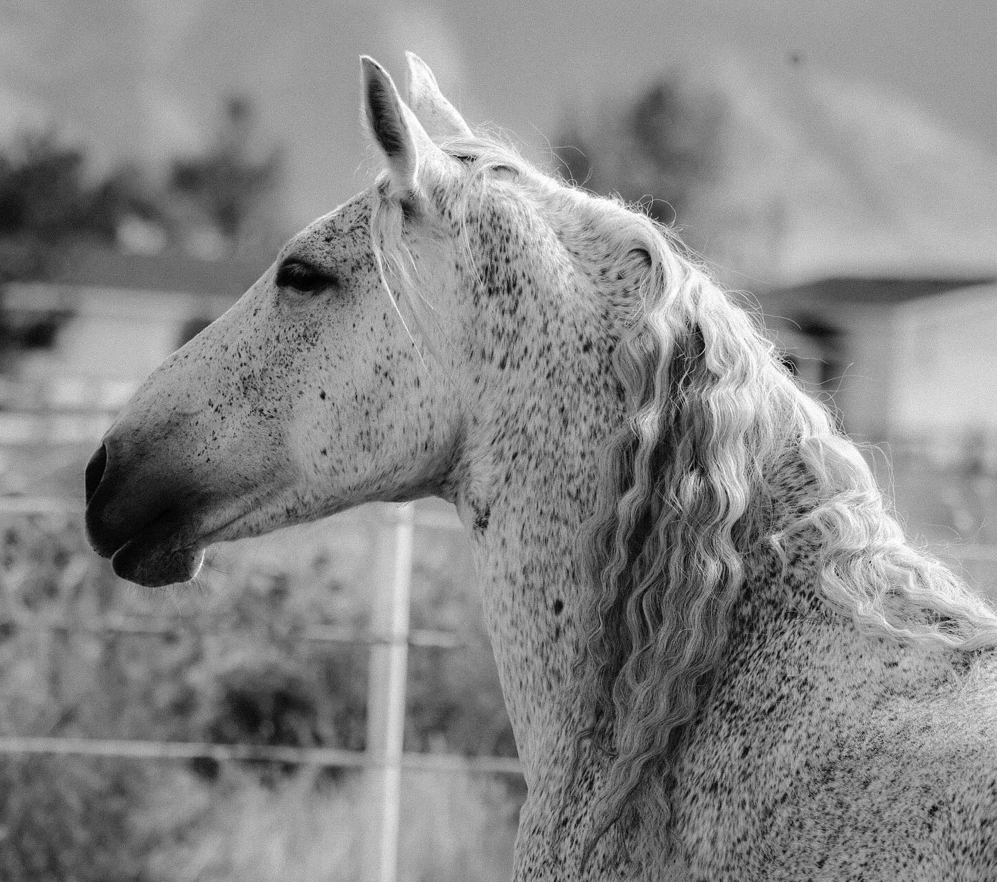 The side profile of a horse head in black and white.