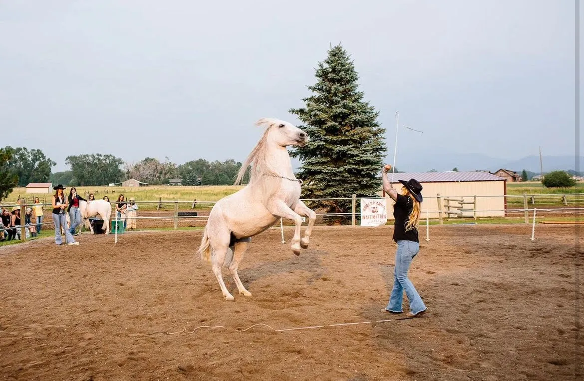 A white horse rearing during an outdoor performance with a trainer.