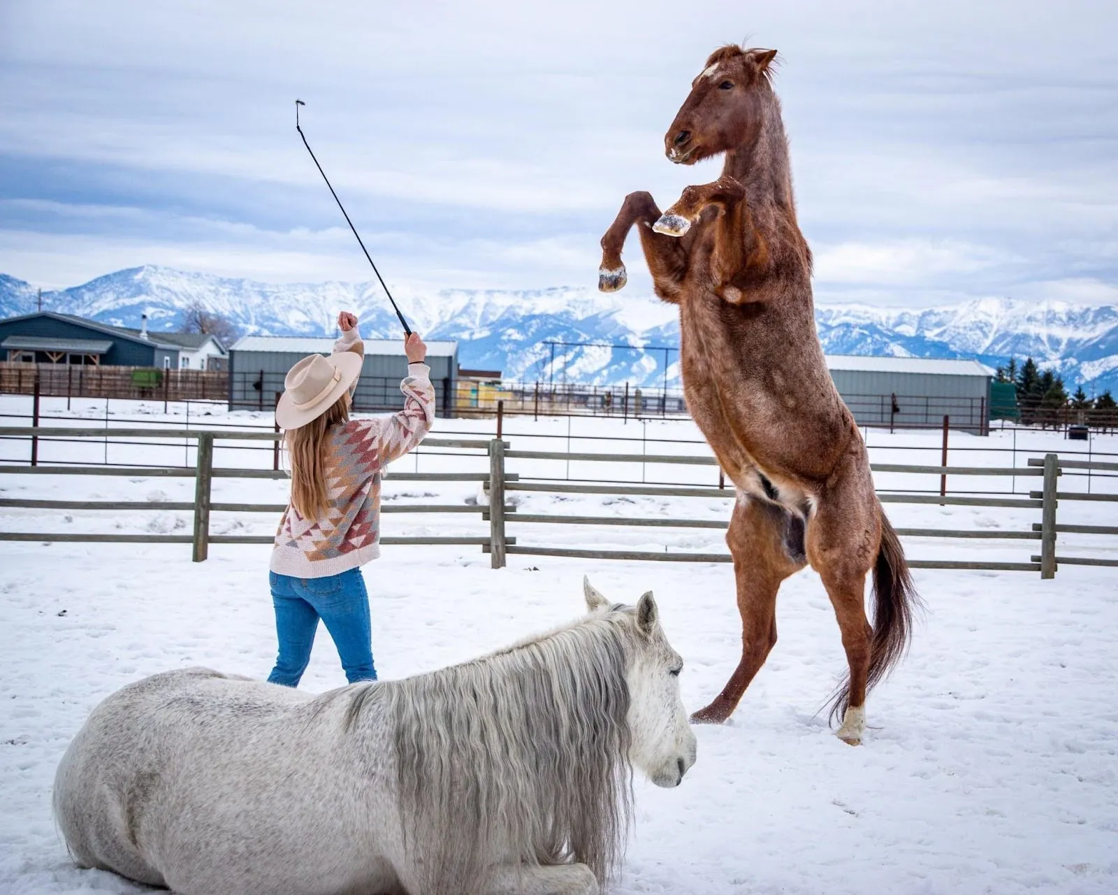 A horse rearing as the trainer instructs him.