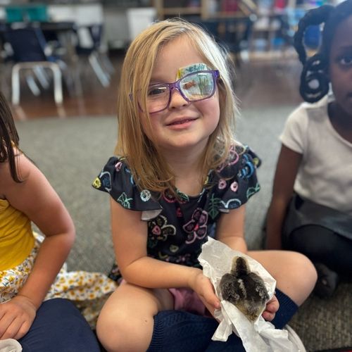 Preschool girl holds a chick in her hand while sitting on the carpet in the classroom