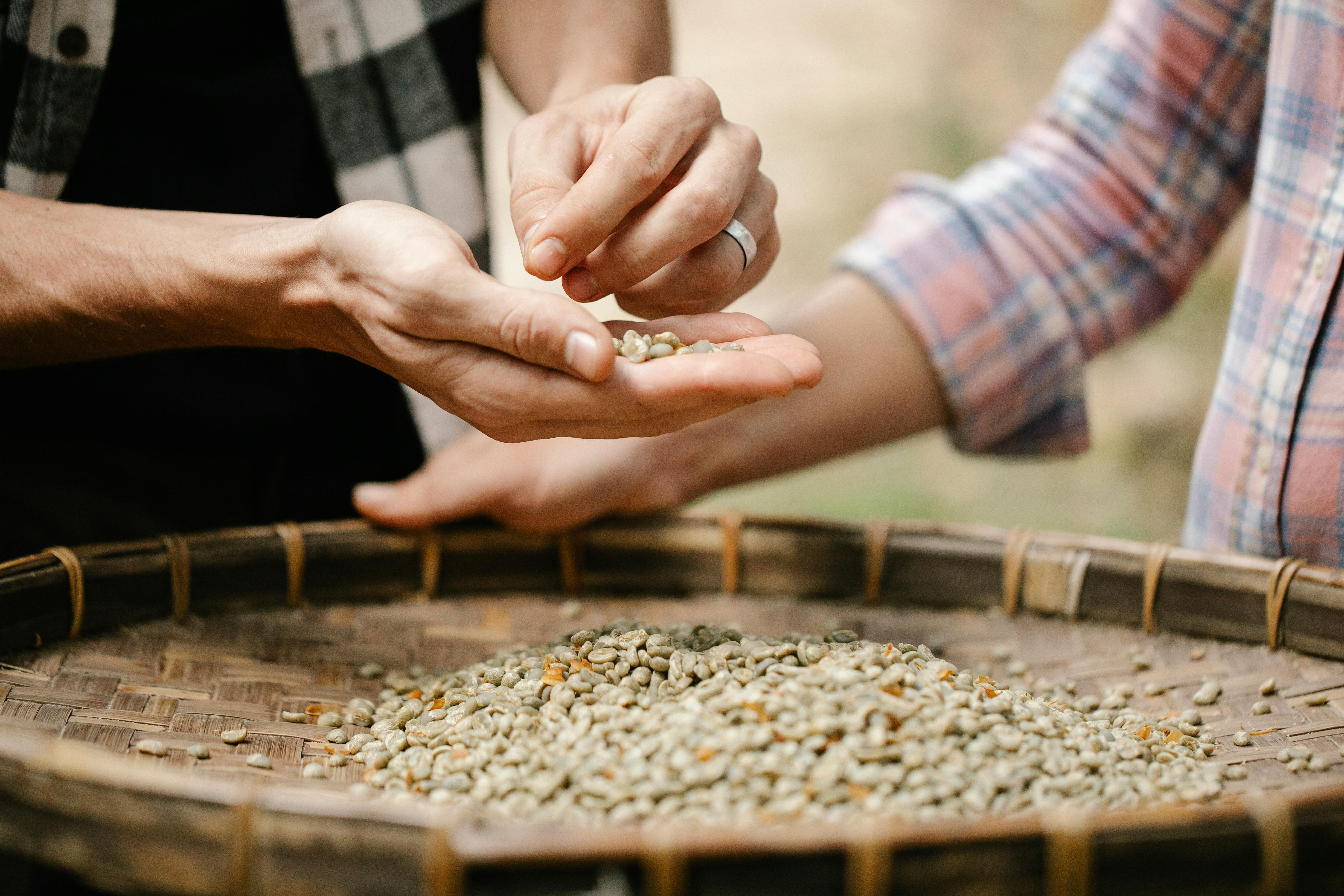 Unroasted coffee beans