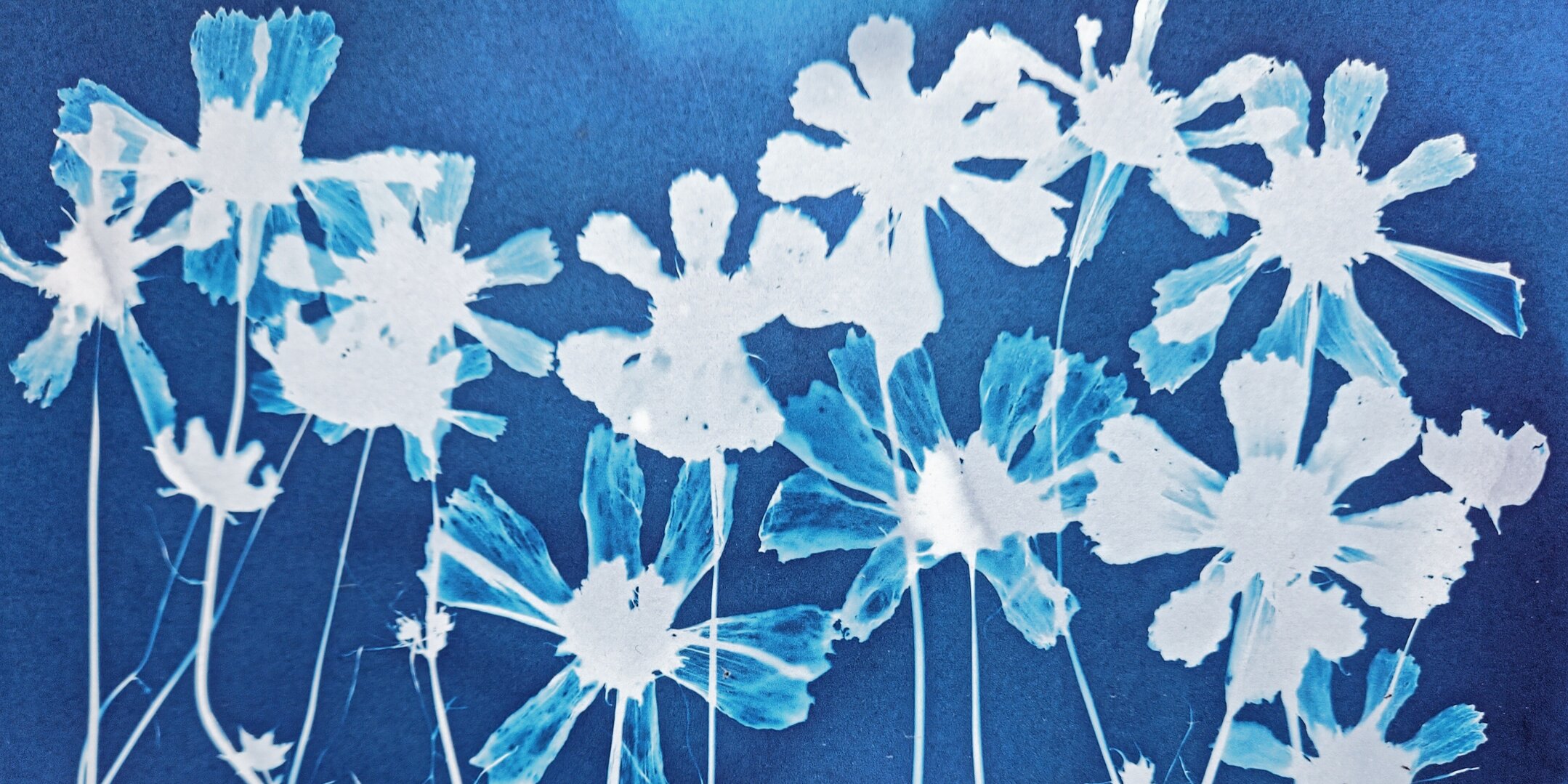 Madge Evers Cyanotype Workshop
