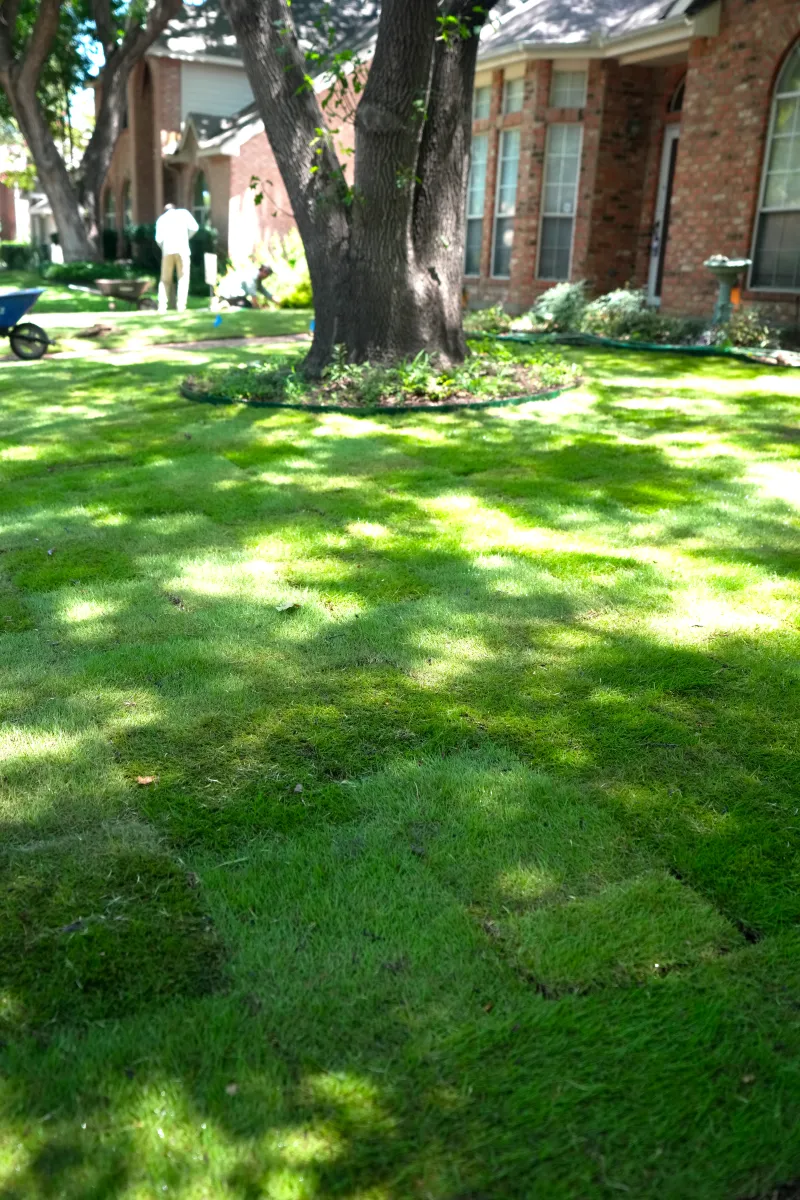 patchy grass repair