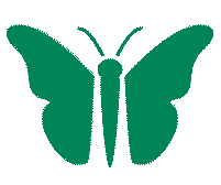 A green butterfly moving its wings.