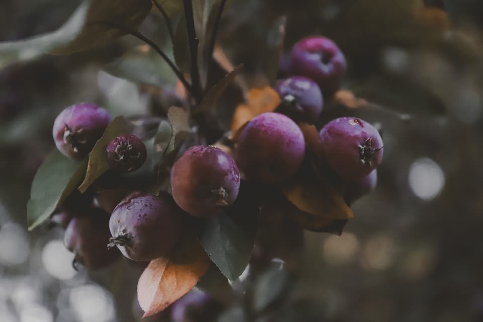 Cluster of apples on a tree branch.