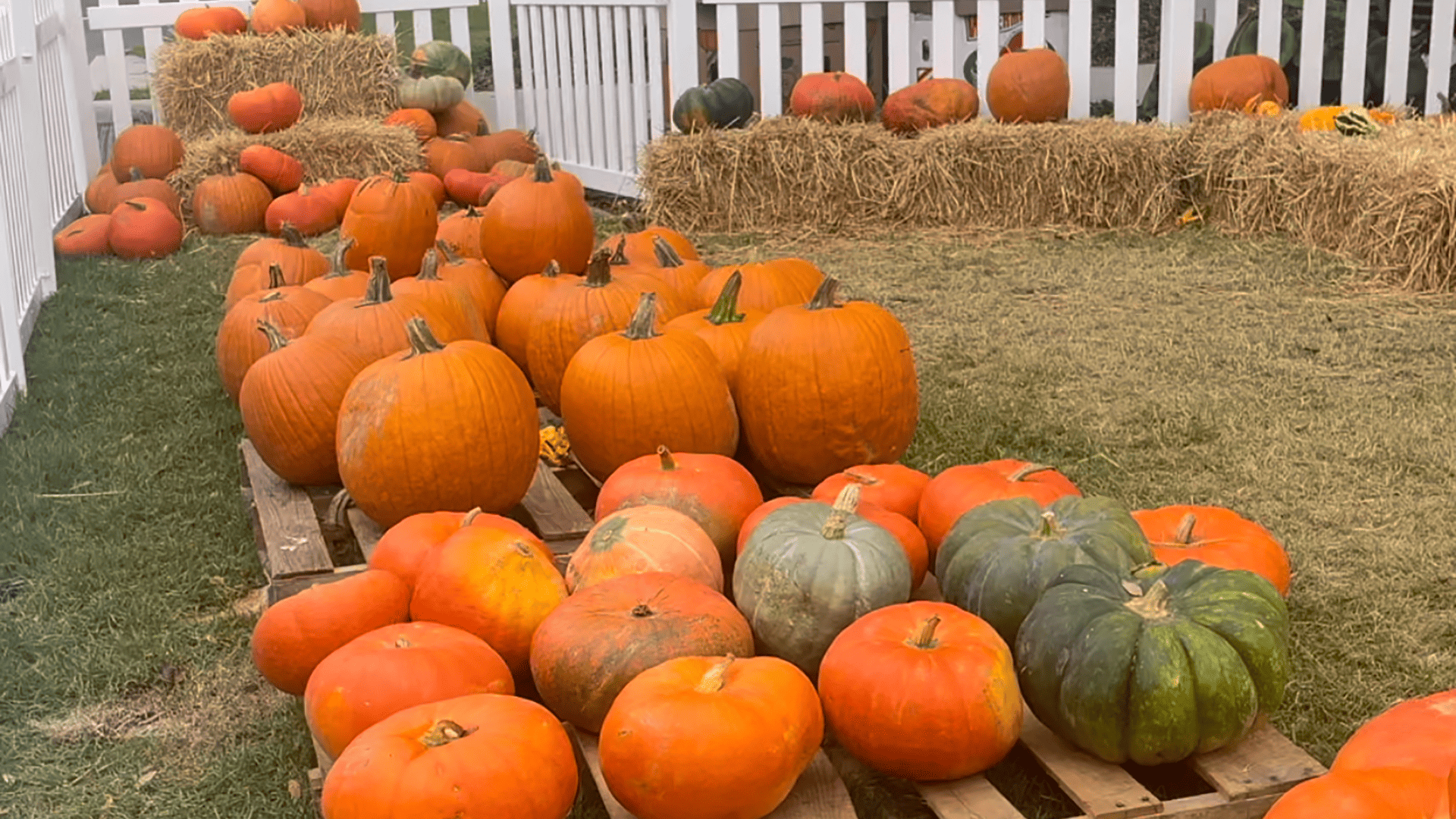 Hyde Park Village Pumpkin Patch