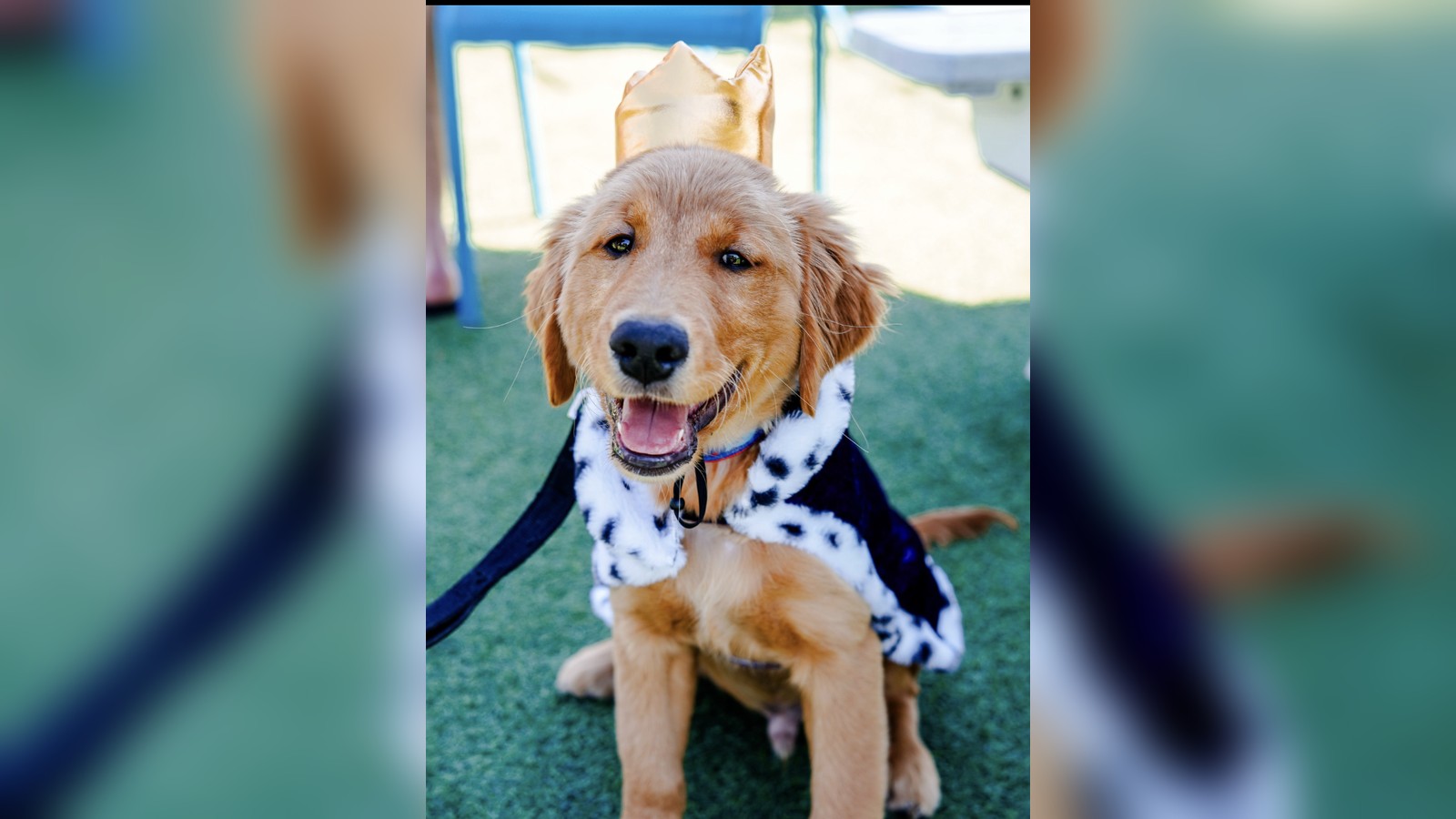 Howl-O-Ween
