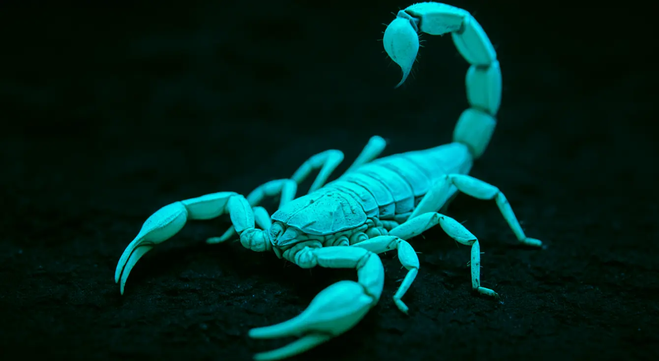 scorpion glowing under uv light