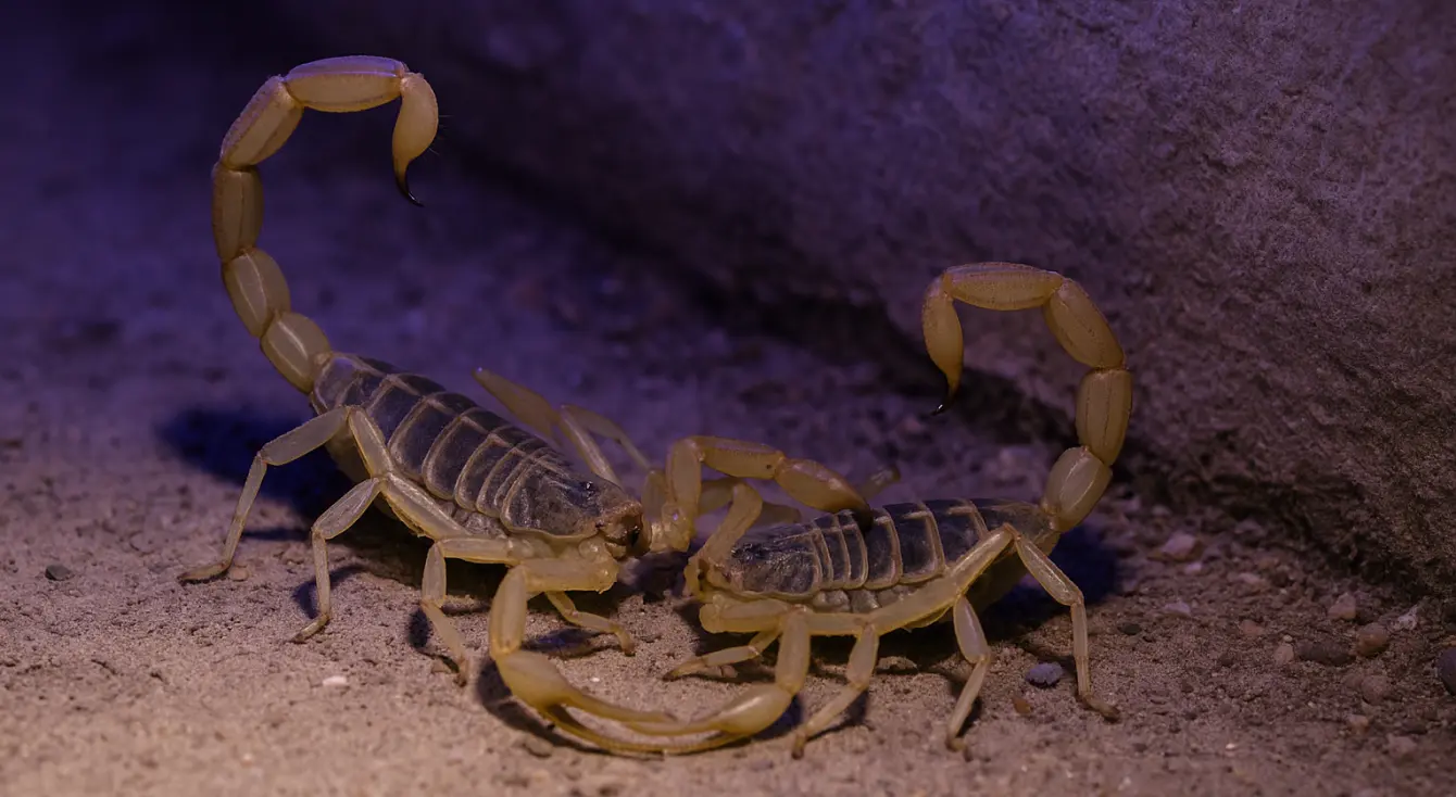 scorpions in mating season