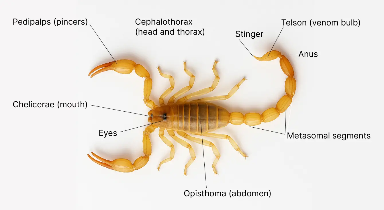 anatomy diagram of scorpion