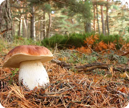 avila mycotour category image
