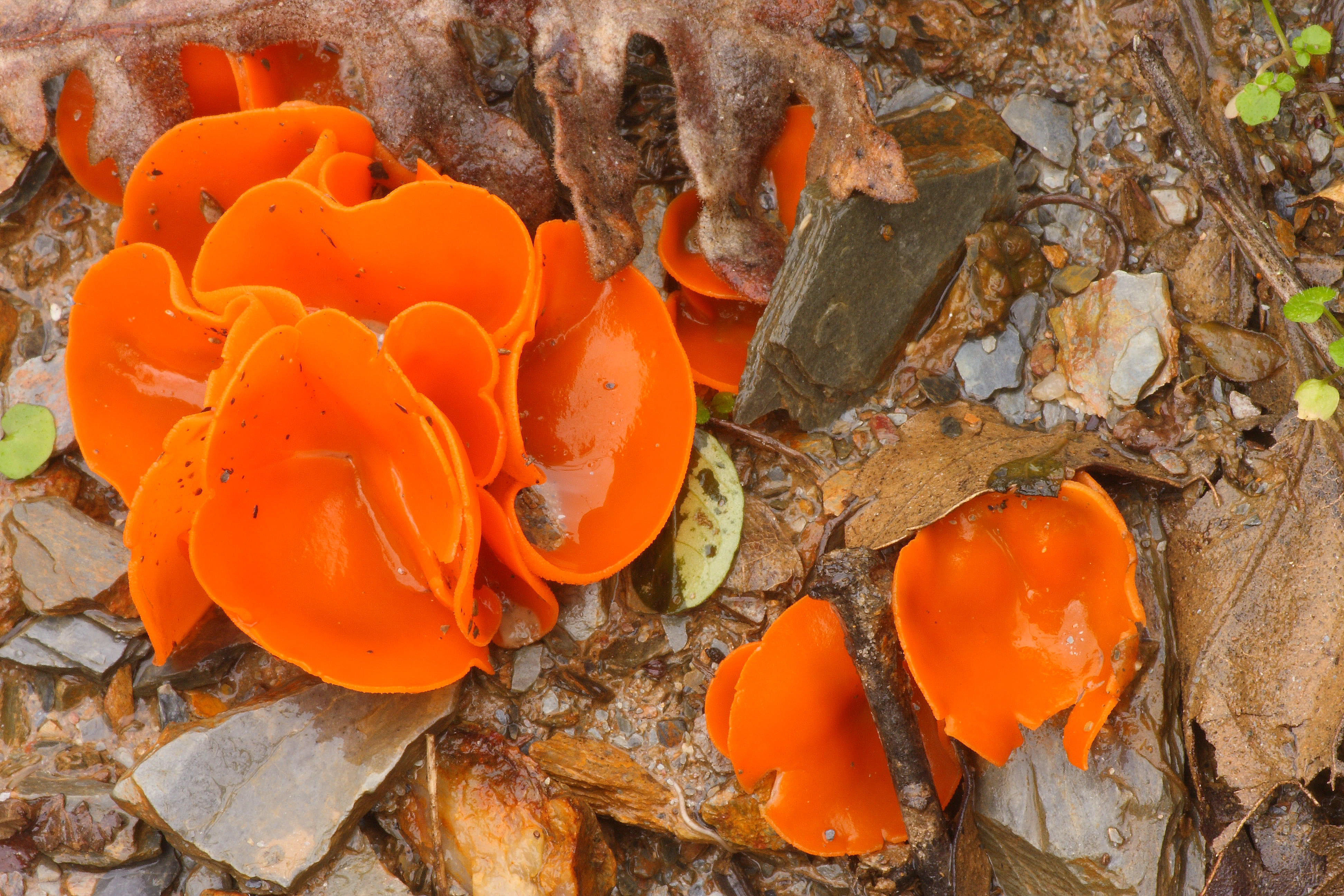 Aleuria aurantia guia gredos