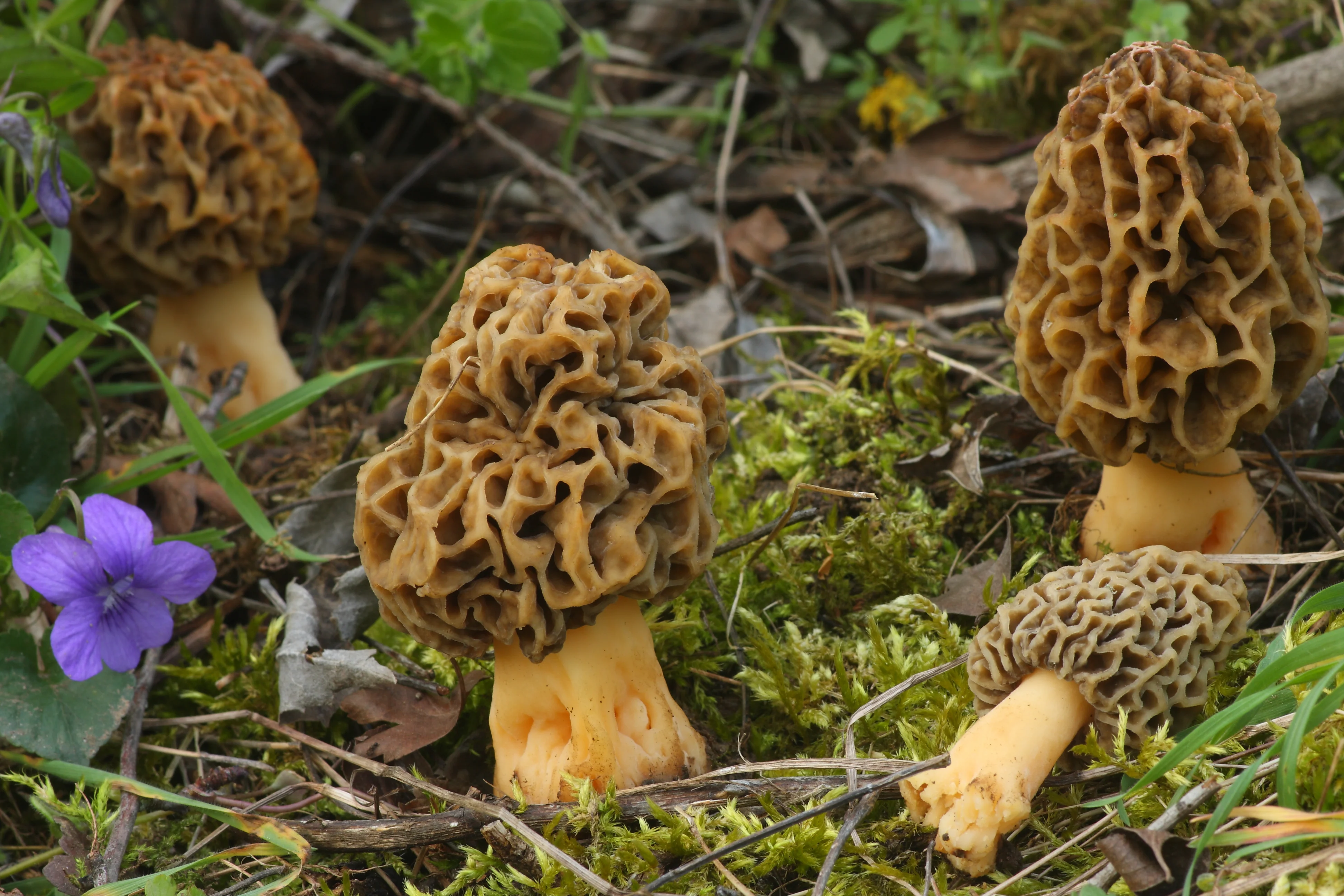 Morchella violeta