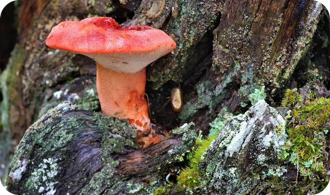 Fistulina hepatica avila