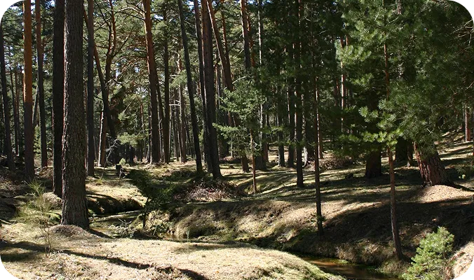navarredonda