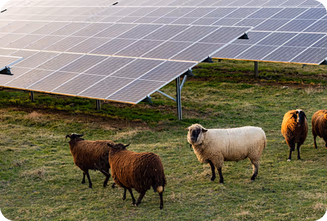 Solaranlage und Schafe