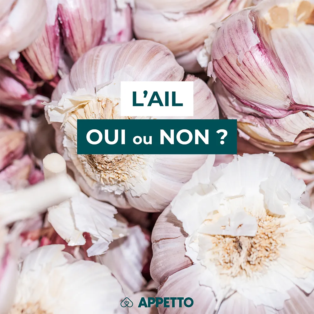 Gros plan sur des têtes d'ail avec un bandeau texte : "L'ail, oui ou non ?" visuel Appetto pour chiens