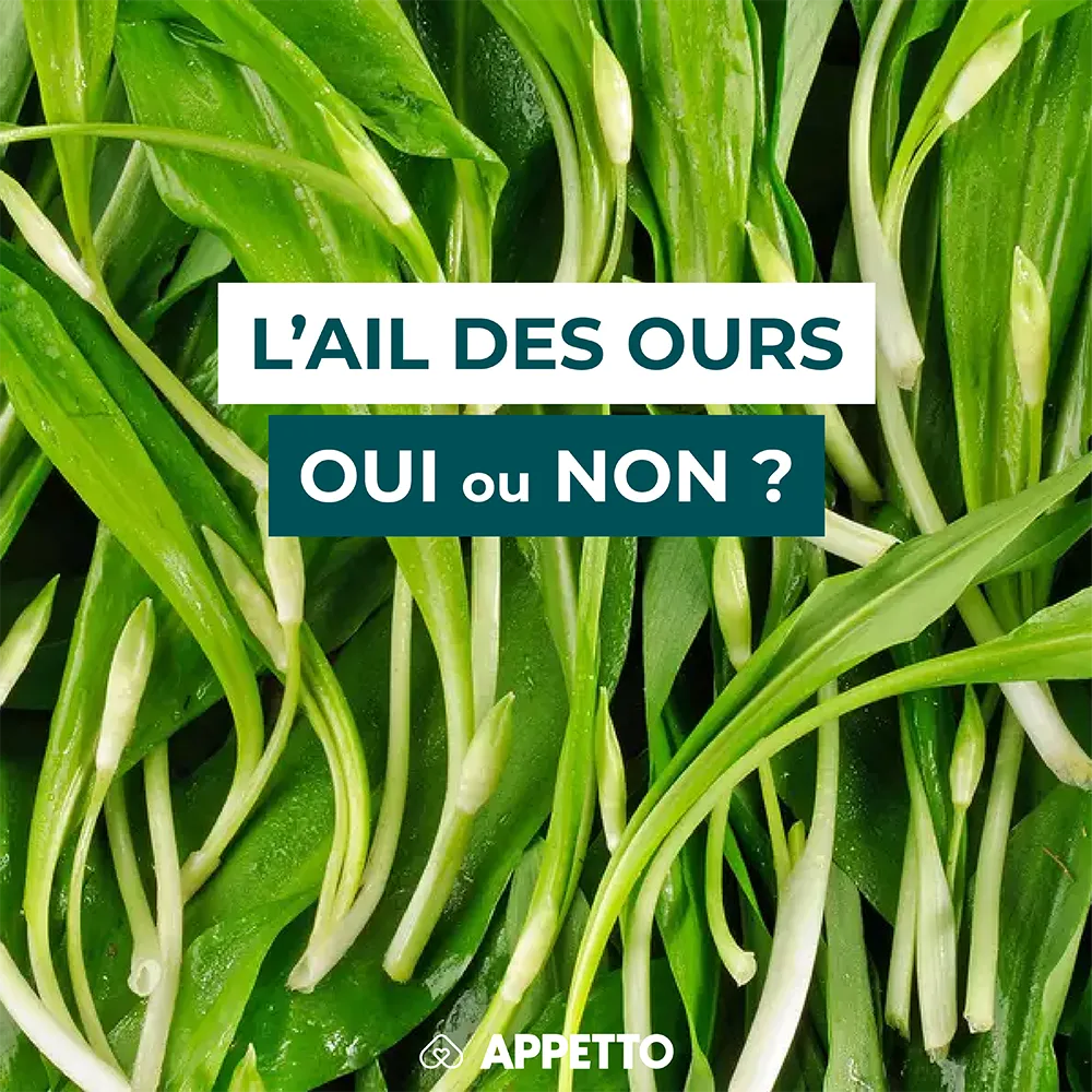 Gros plan sur des feuilles d'ail des ours avec un bandeau texte : "L'ail des ours, oui ou non ?" visuel Appetto pour chiens