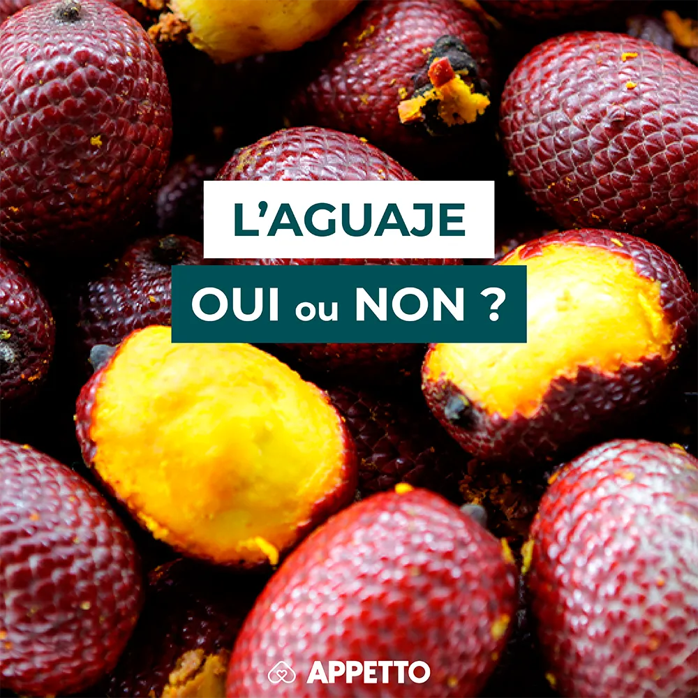 Chien : peut-il manger l’aguaje ? Fruits pourpres à écailles et chair jaune ; infos APPETTO sur valeur nutritive, risques potentiels et portion.