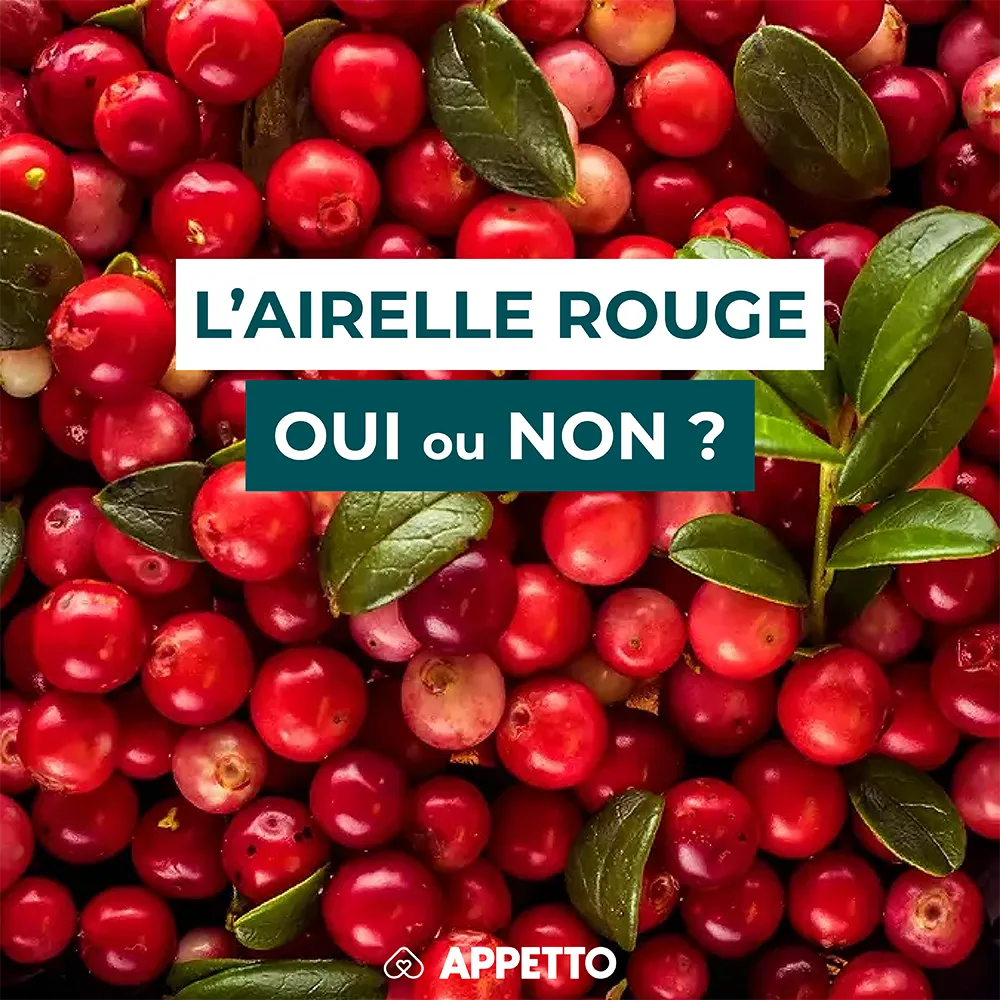 Chien : airelle rouge, oui ou non ? Baies rouges brillantes avec feuilles ; conseils APPETTO sur antioxydants, acidité et quantité sécurisée.