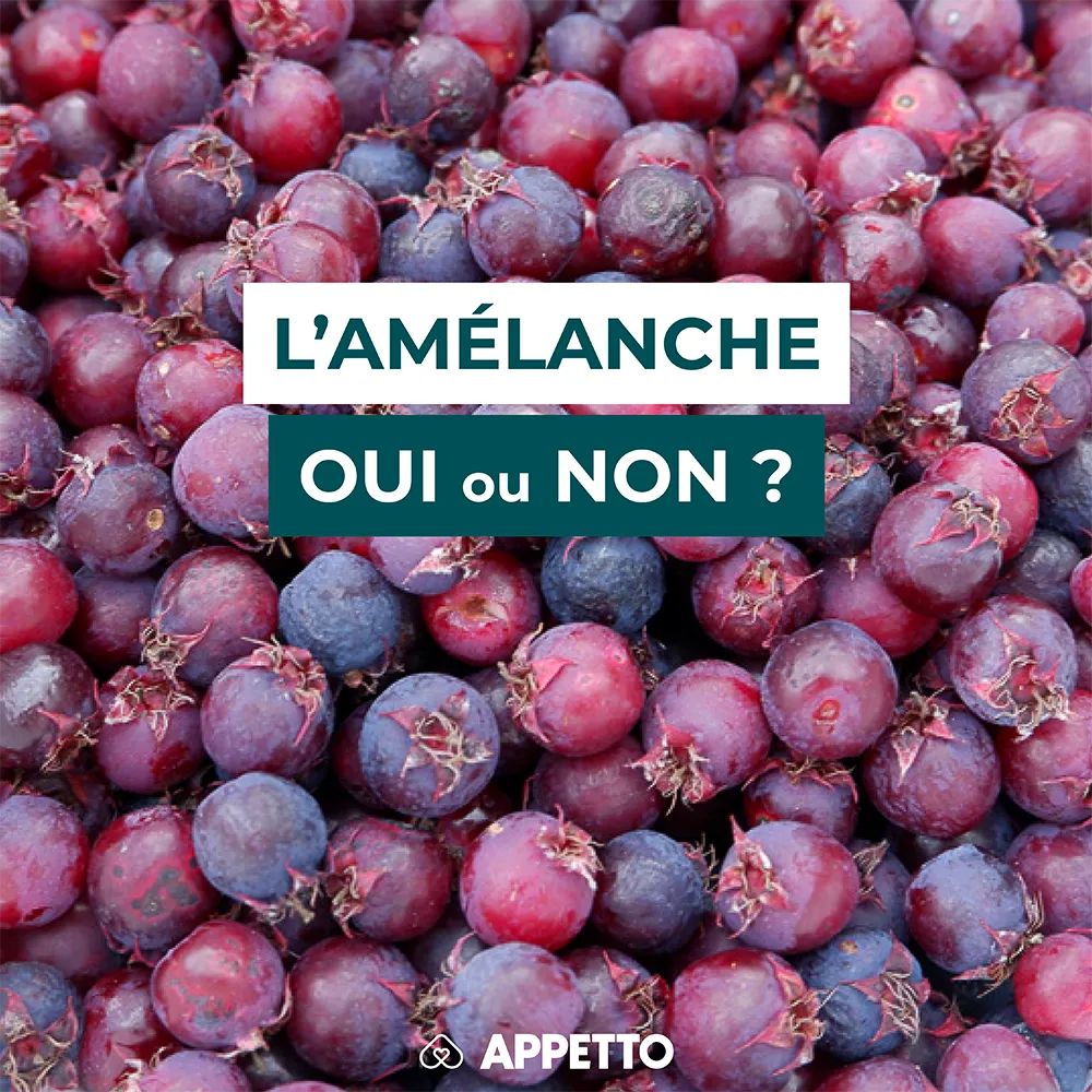 Chien : amélanche, oui ou non ? Baies violettes en grappe ; infos APPETTO sur apports, pépins, tolérance digestive et quantité recommandée.