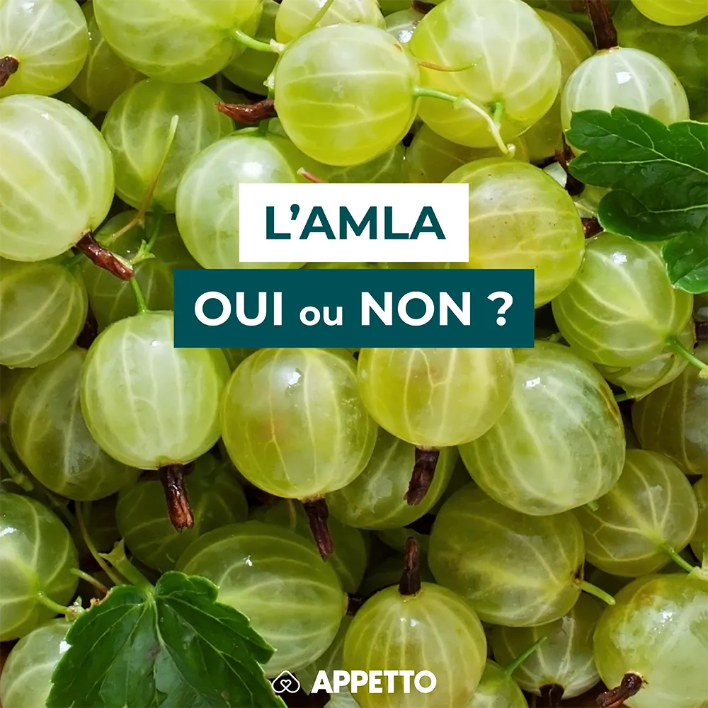 Chien : amla (groseille indienne), oui ou non ? Baies vertes translucides ; guide APPETTO sur vitamine C, acidité et dose adaptée.