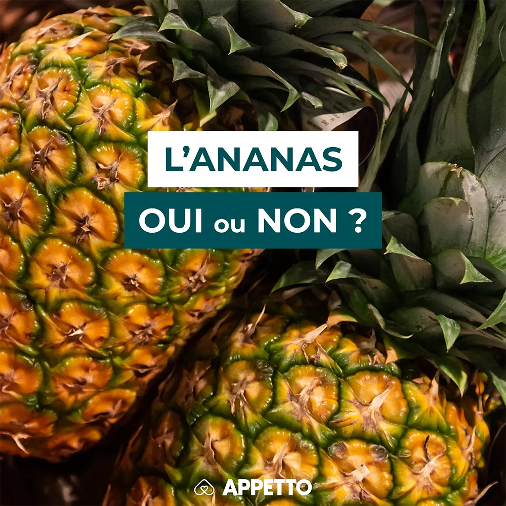 Chien : ananas, oui ou non ? Gros plan du fruit et de l’écorce ; recommandations APPETTO sur bromélaïne, sucre et préparation sans trognon.