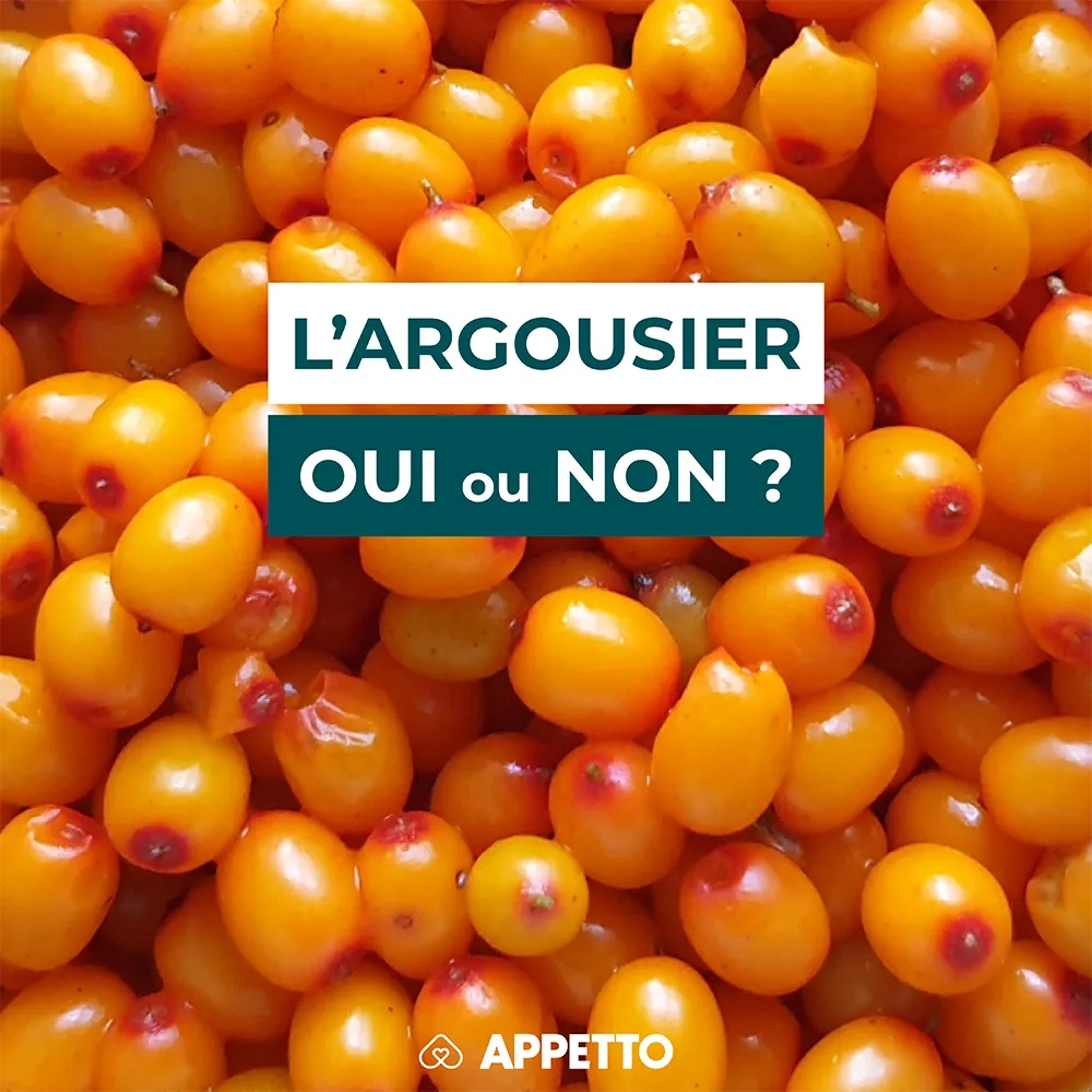 Chien : argousier (sea buckthorn), oui ou non ? Baies orange vif en grappe ; recommandations APPETTO sur vitamine C, acidité, pépins et quantité sécurisée