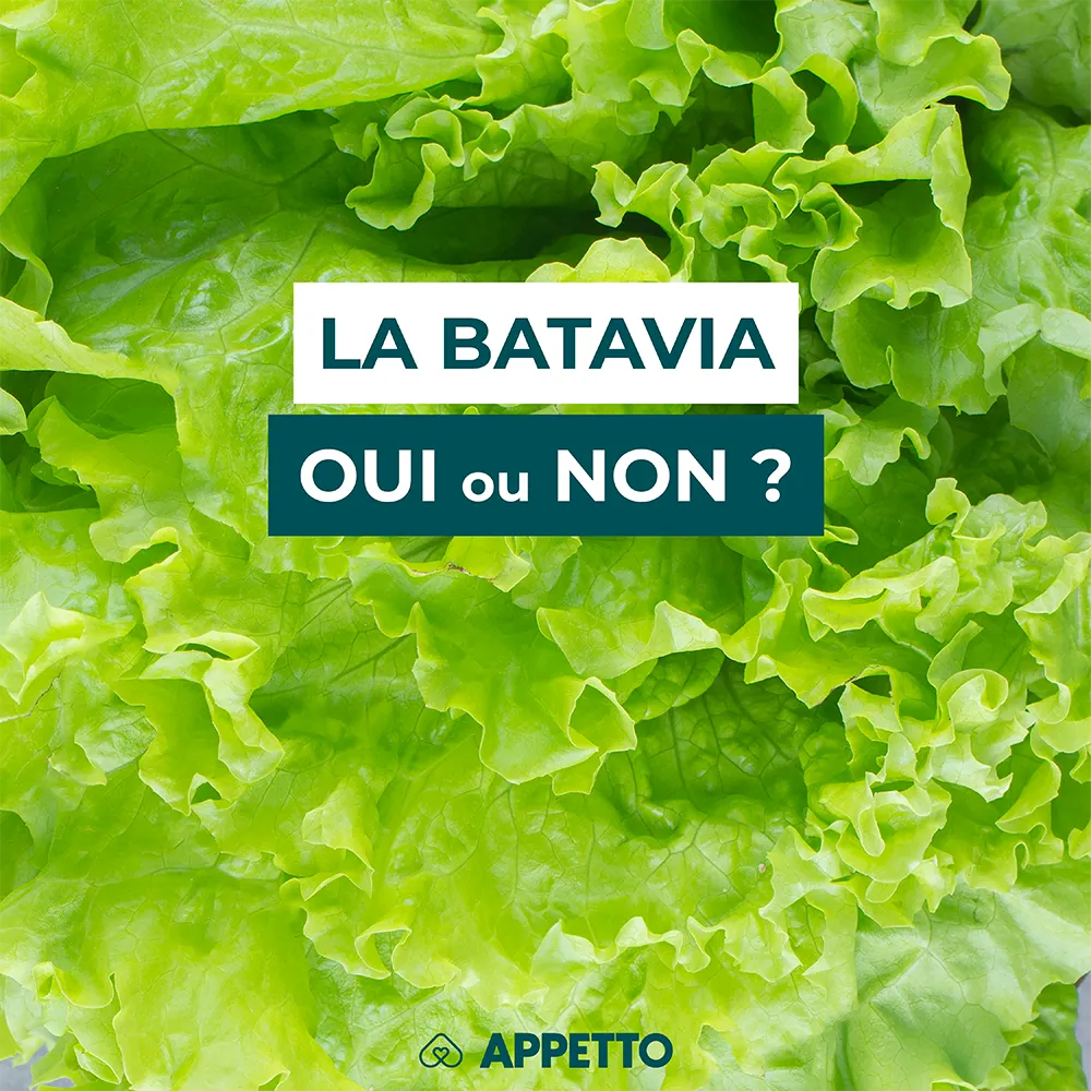 Chien : salade batavia, oui ou non ? Feuilles vertes frisées ; recommandations APPETTO sur eau, fibres, nitrates, assaisonnement et quantité sûre.