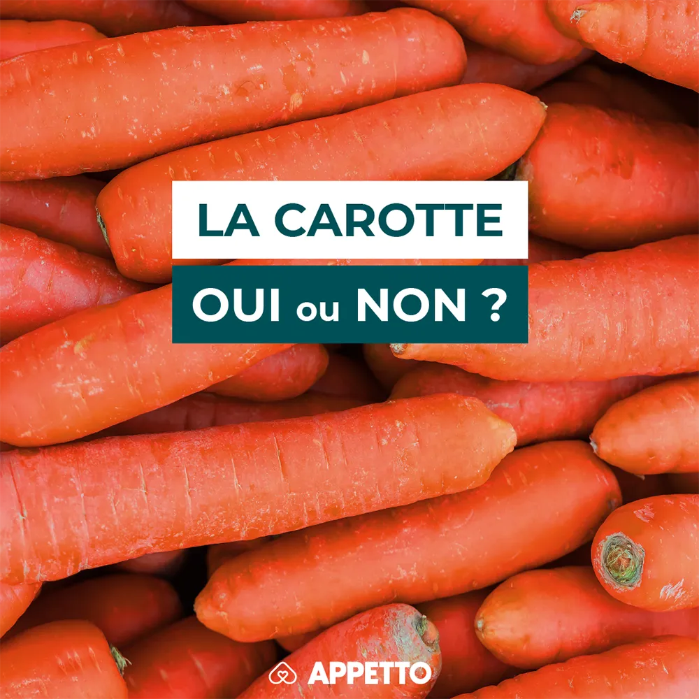 Chien : carotte, oui ou non ? Carottes orange entières ; conseils APPETTO sur bêta-carotène, fibres, cru/cuit, risques digestifs et portion sécurisée.