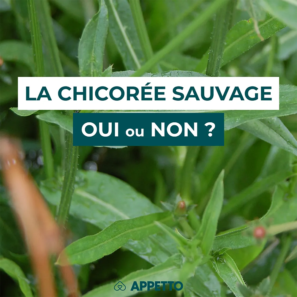 Chien : chicorée sauvage, oui ou non ? Feuilles dentées ; analyse APPETTO sur inuline (prébiotique), amertume, tolérance digestive et portions.