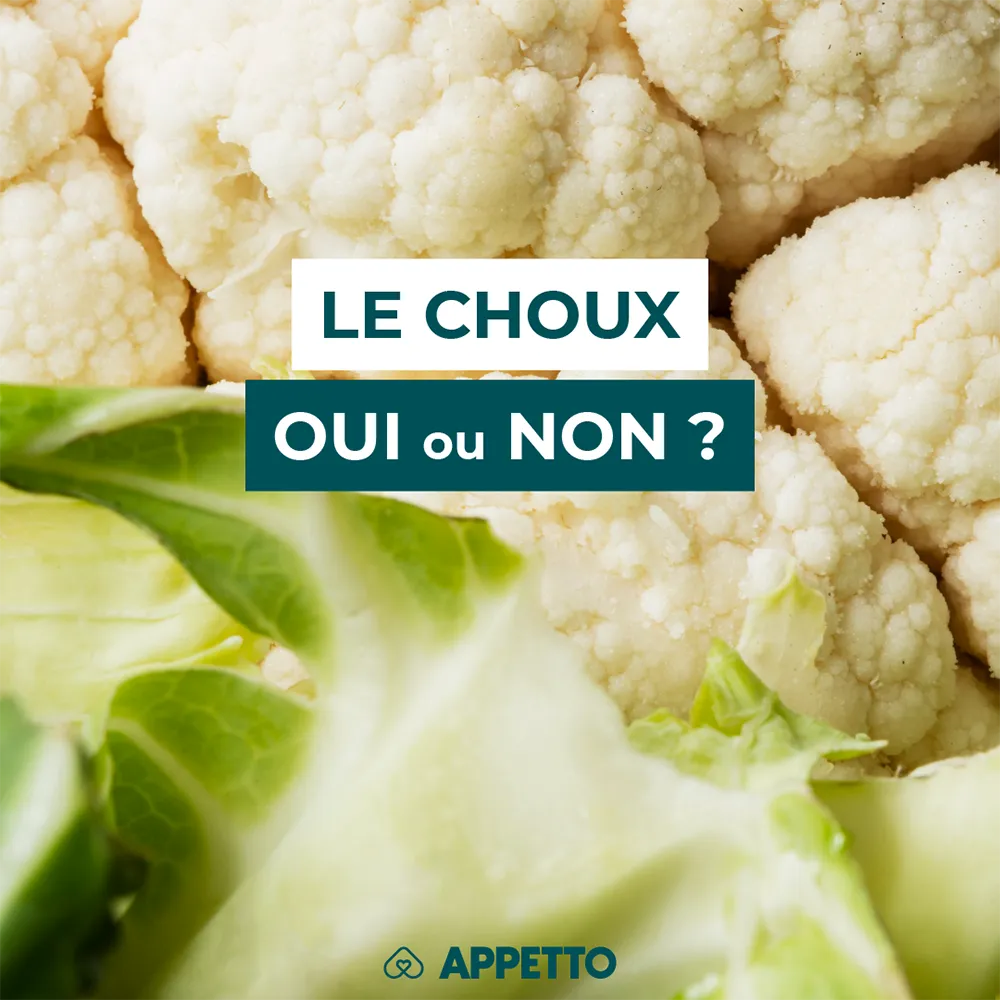 Chien : choux (chou-fleur, vert, frisé), oui ou non ? Têtes blanches et feuilles ; guide APPETTO sur crucifères, gaz, goitrogènes, cuisson, quantité adaptée et précautions digestives.