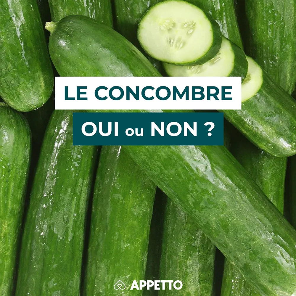 Chien : concombre, oui ou non ? Concombres verts entiers et tranches ; recommandations APPETTO sur hydratation, fibres, peau/pépins, risque diarrhée, sans sel ni vinaigrette, portion sûre.