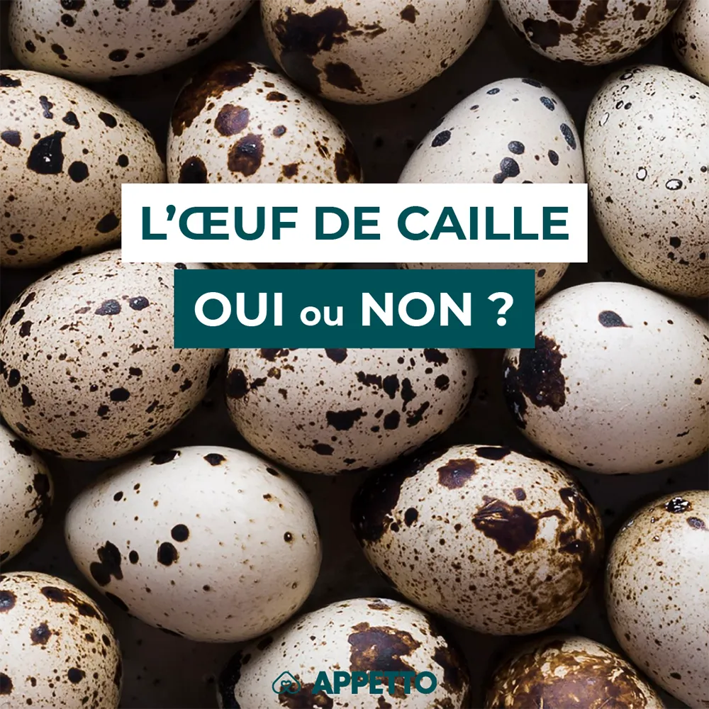 Chien : œuf de caille, oui ou non ? Œufs mouchetés ; recommandations APPETTO sur protéines, cuisson (cru/cuit), coquille pour calcium, fréquence, allergies possibles et portion adaptée.