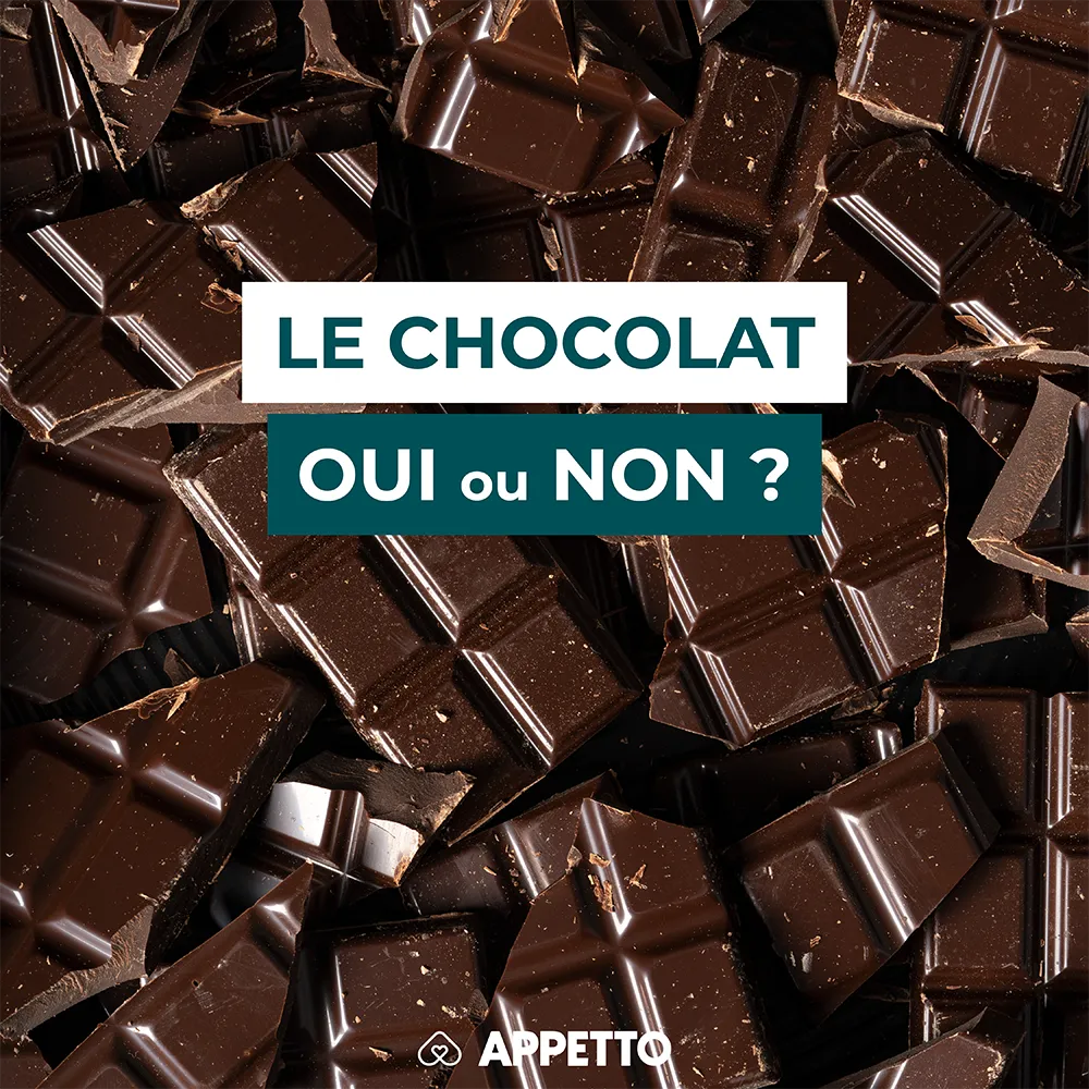 Chien : chocolat, oui ou non ? Tablettes sombres cassées ; avertissements APPETTO sur théobromine/caféine, forte toxicité, noir vs lait, signes d’empoisonnement, conduite à tenir.