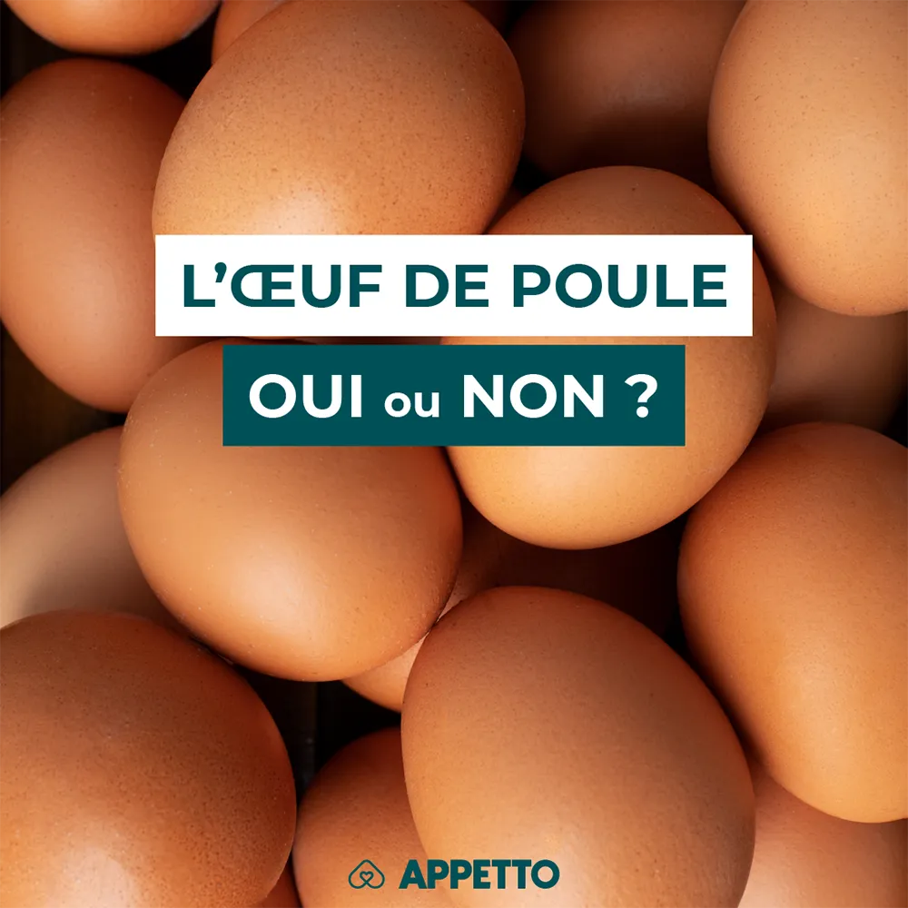 Chien : œuf de poule, oui ou non ? Œufs bruns en gros plan ; recommandations APPETTO sur protéines, cuisson (cru/cuit), risque salmonelles, blanc avidine, coquille calcium, portion.