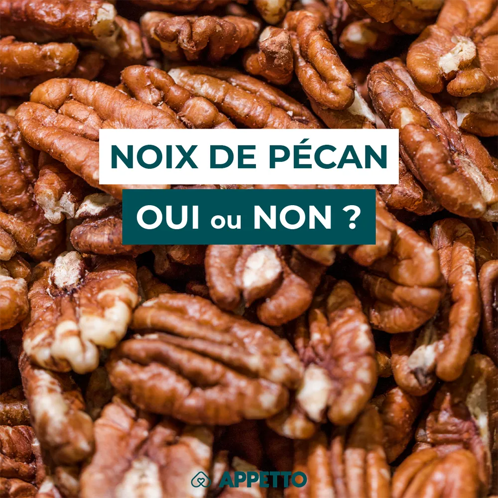 Chien : noix de pécan, oui ou non ? Cerneaux bruns en gros plan ; infos APPETTO sur lipides, risque pancréatite, sel/sucre, moisissures des coques, portion et alternatives plus sûres.